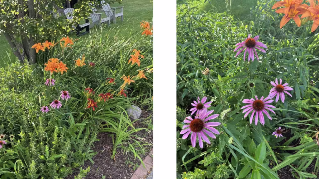 two images of a garden with several different colorful flowers