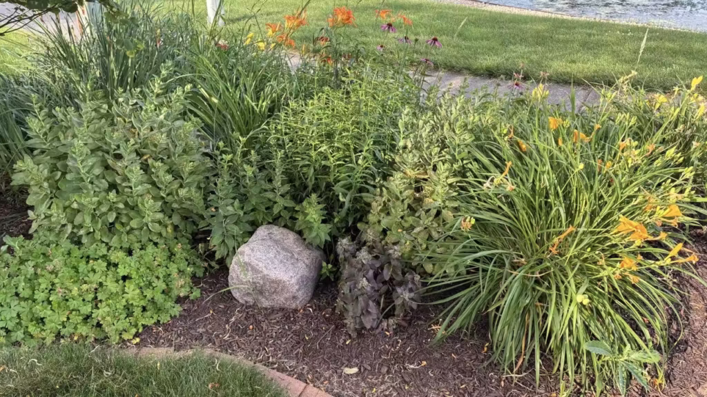 garden bed with several plants without flowers.